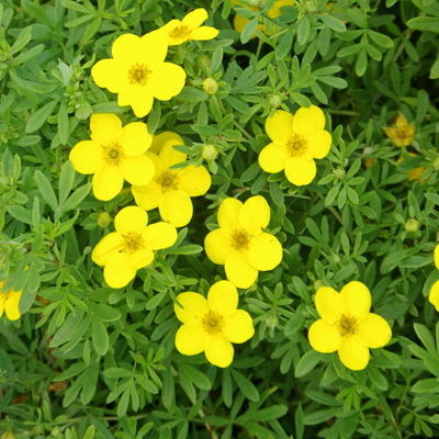 Лапчатка кустарниковая Голдфингер (цветки желтые,высота 1 м)