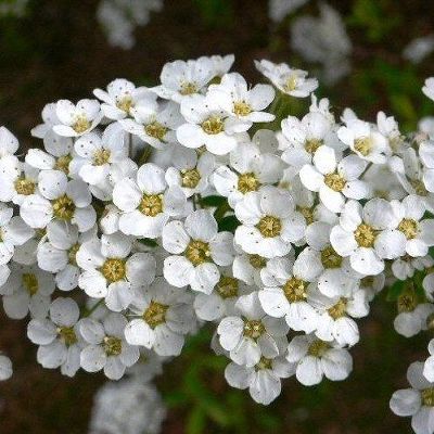 Спирея серая Грефшейм (цветки белые)