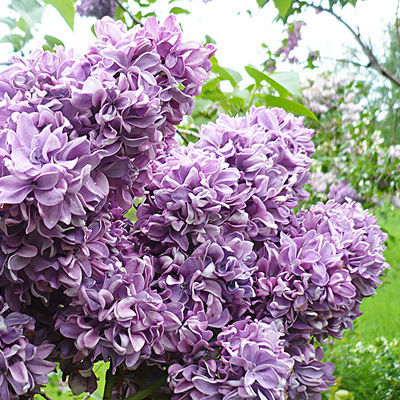 Сирень обыкновенная Салават Юлаев (цветки пурпурно-фиолетовые, махровые)