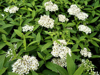 Спирея японская Албифлора (лист зеленый, цветки белые)