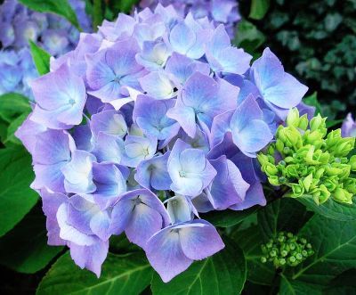 Гортензия крупнолистовая Эрли Блю (цветки голубые)