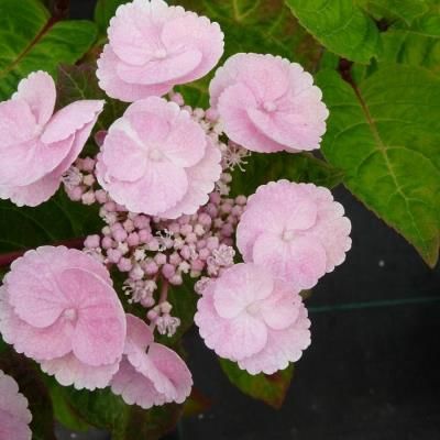 Гортензия крупнолистовая Камино (цветки розовые)