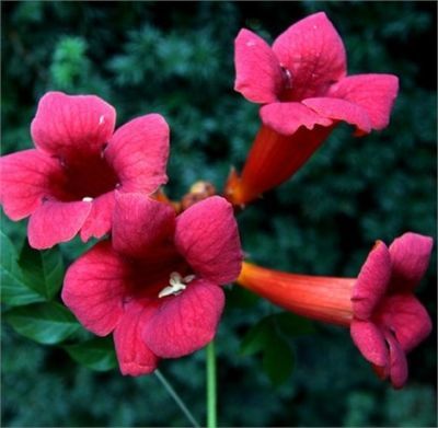 Кампсис укореняющийся Габор (цветки темно-красные)