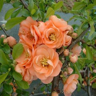 Айва великолепная Камео (цветки розовые, махровые)