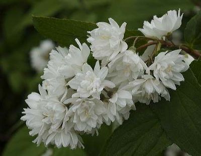 Жасмин садовый (Чубушник) Миннесота Сноуфлэйк (цветки белые, махровые, высота куста 2м)