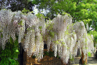 Глициния китайская Альба (цветки белые в длинных соцветиях, лиана)