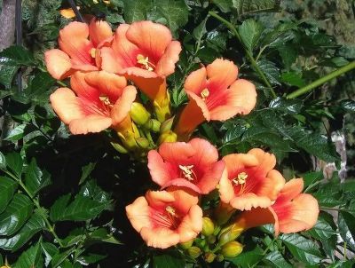 Кампсис укореняющийся Фламенко (цветки красные)