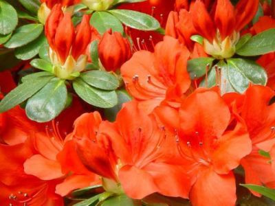 Азалия японская Гейша Ориндж (цветки оранжевые с красным оттенком)