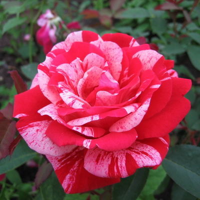 Роза парковая Фердинанд Пичад (розовый с белыми брызгами)
