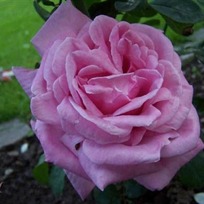 Роза чайно-гибридная Липарфюм (сиреневый)