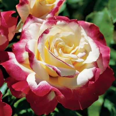 Роза чайно-гибридная Дабл Делайт (лепестки белые с красной каймой)
