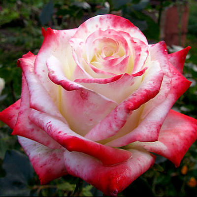 Роза чайно-гибридная Кайзер Фарах (белый с красным краем)