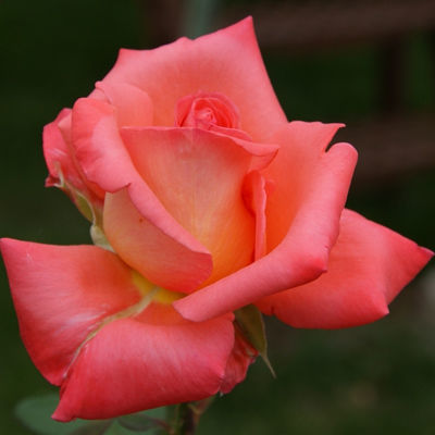 Роза чайно-гибридная Амбасадор (оранжевый)