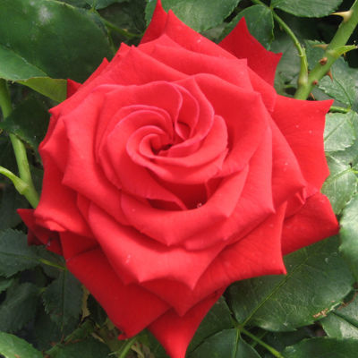 Роза чайно-гибридная Бургунд (красный)