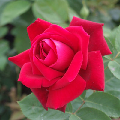 Роза чайно-гибридная Крайслер Империал (темно-красный)