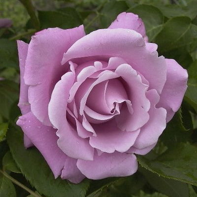 Роза чайно-гибридная Майнзер Фастнахт (голубой)