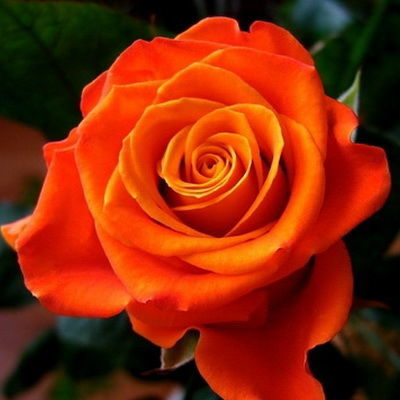 Роза чайно-гибридная Моника (оранжево-красный с желтой серединой)