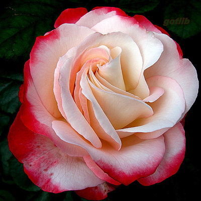 Роза чайно-гибридная Ностальжи (кремово-белый с красной каймой)