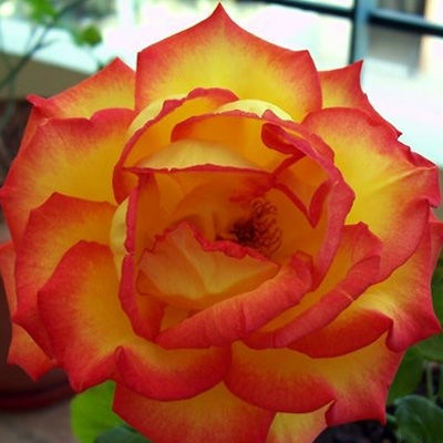 Роза чайно-гибридная Султан (красно-желтый)