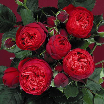 Роза Тантау чайно-гибридная Пиано (ярко-красный)