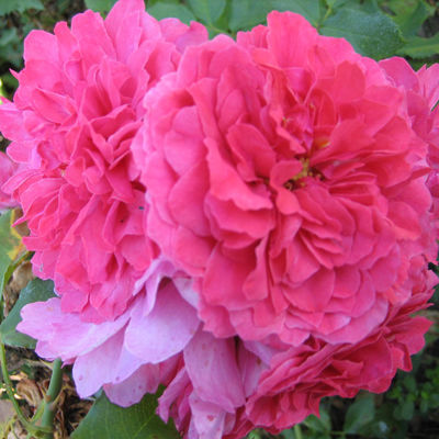 Роза плетистая Розариум Ютерсен (розовый)