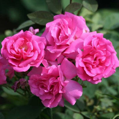 Роза плетистая Зефирин Друэн (ярко-розовый)