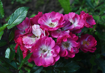 Роза миниатюрная Дегенхарт (розовый с белым глазком, полумахровый)