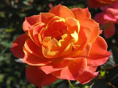 Роза миниатюрная Ман10рин (оранжевый)