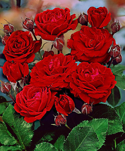 Роза флорибунда Нина Вейбул (красный)