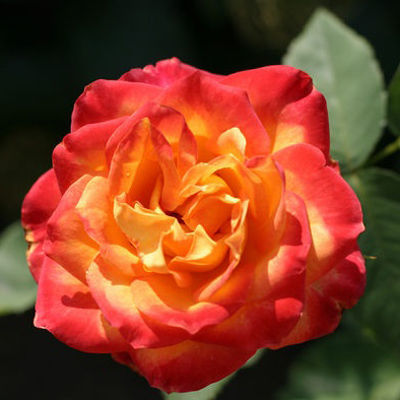 Роза флорибунда Анимо (желтый с красным краем)