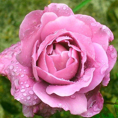 Роза флорибунда Дойче Велле (лиловый)