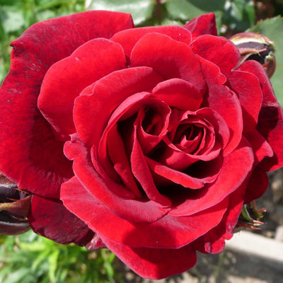 Роза плетистая Дон Жуан (темно-красный)