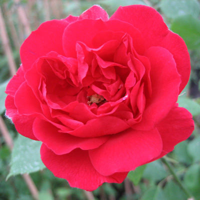Роза плетистая Пауль Скарлет Клайминг (красный)
