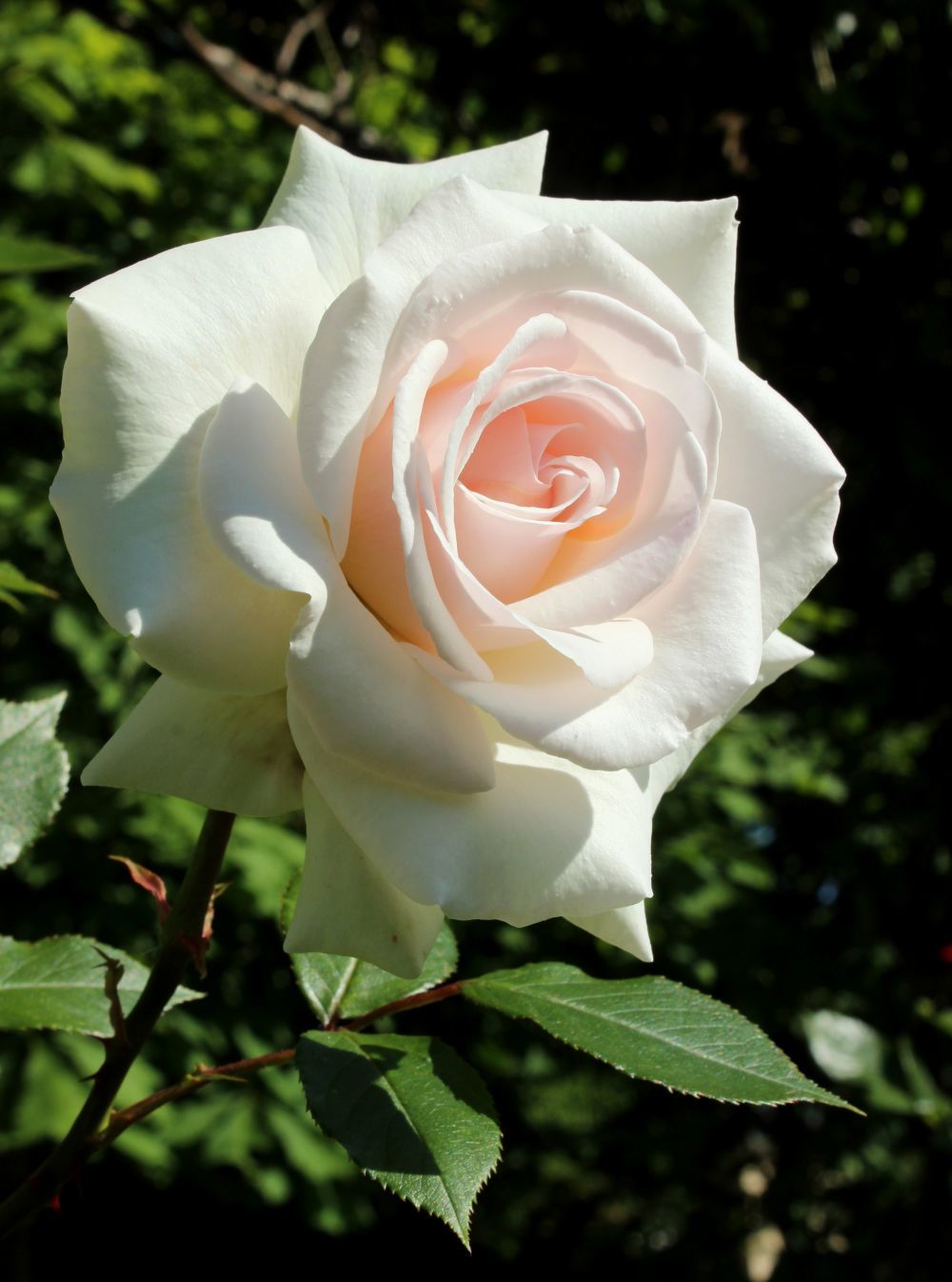 Роза плетистая Schwanensee