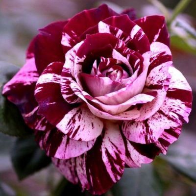 Роза флорибунда Нью Имэджин (кремовый фиолетово-красными полосками)