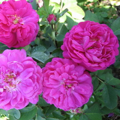 Роза почвопокровная Супер Дороти (розовые, густомахровые)