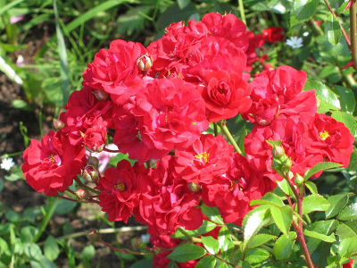 Роза почвопокровная Фэйри (розовый)