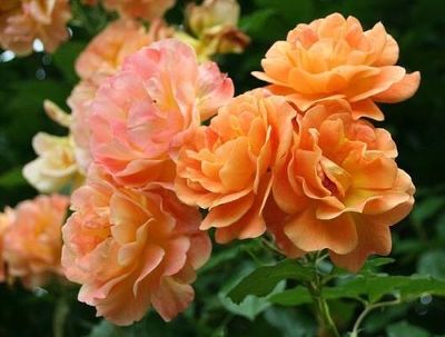 Роза парковая Вестерленд (оранжевый)