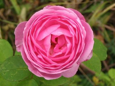 Роза парковая Луис Одьер(розовый)