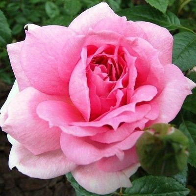 Роза канадская парковая Ламберт Клосс (розовый, махровый, высота 0,8-1,2м)