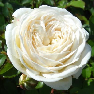 Роза парковая Артемис (кремовый)