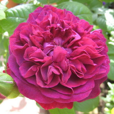 Роза английская парковая Вильям Шекспир (темно-красный)