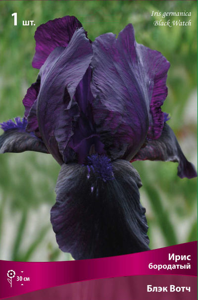 Ирис бородатый Блэк Вотч (тёмно-фиолетовый, нижние лепестки практически чёрные,1шт,I)