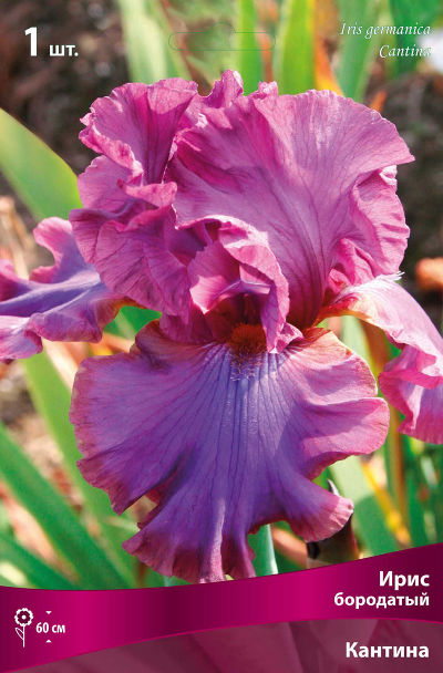 Ирис бородатый Кантина (розово-фиолетовый с синим пятном на нижних лепестках, 1шт, I)