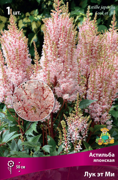Астильба японская Лук эт Ми (оттенок цветов меняется от лососевого до глубокого розового, стебли рубиновые, 1шт)