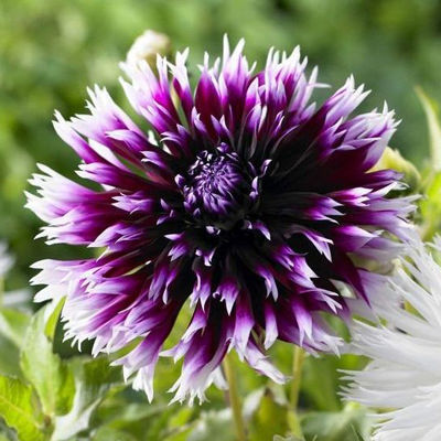 Георгина бахромчатая Алауна Клер-Обскюр (пурпурный с белыми кончиками, диаметр цветка 13 см, 1шт, I)