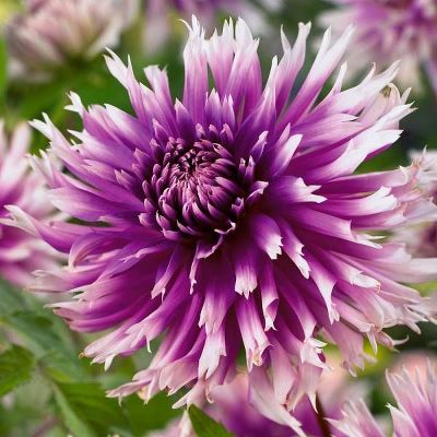 Георгина бахромчатая Тейбл Дансер (невероятно яркий, пурпурно-фиолетовый с белыми кончиками, диаметр цветка 14 см, 1шт I)