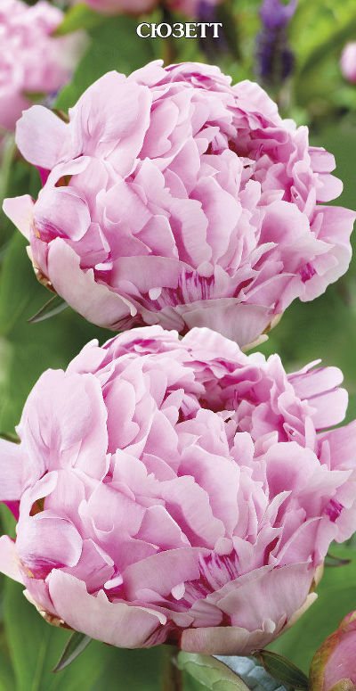Пион травянистый Сюзетт (махровый, нежно-розовый, цветение обильное, 1шт,2-3)