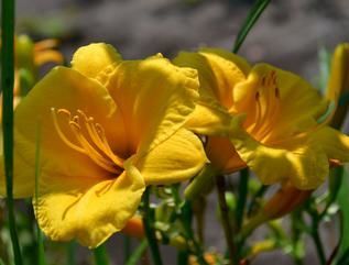 Лилейник гибридный Стелла де Оро (насыщенно-жёлтый, цветки воронкообразные,1шт,I)