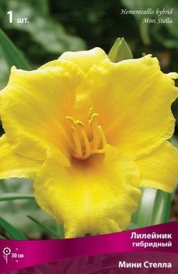 Лилейник гибридный Мини Стелла (жёлтый,ароматный,цветение обильное,1шт,I)